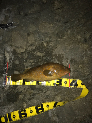 もう終わりにしよかな…