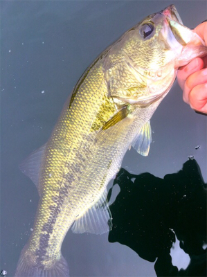 ８月１２日の榛名湖バス釣り！