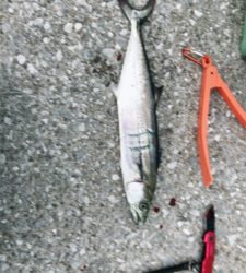 ライトショアジギングのちワインド