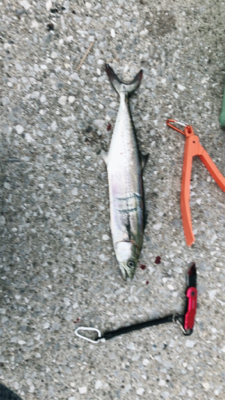 ライトショアジギングのちワインド