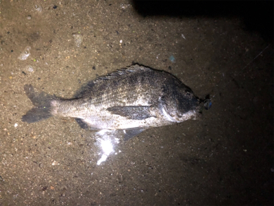 高活性チニング