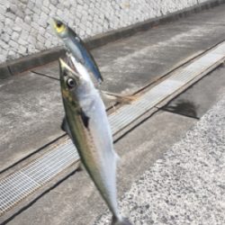 釣れてると情報を見て！