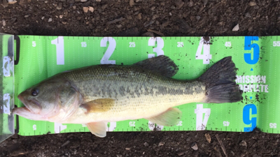 まさかのルアーで！