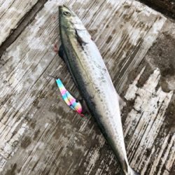 キバ族のシーズン