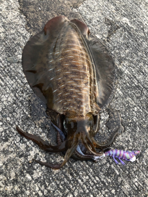 久しぶりのアオリイカ