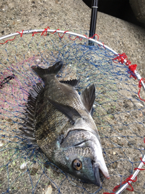 魚の活性が高い！