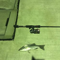 シーバス、アジ