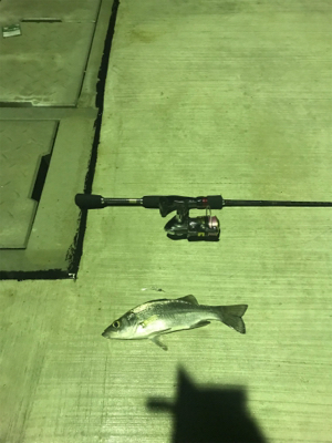 シーバス、アジ