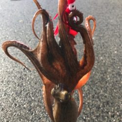 なんとか、釣れた。