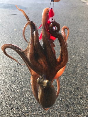 なんとか、釣れた。