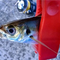 哀しみのレクチャーアジング