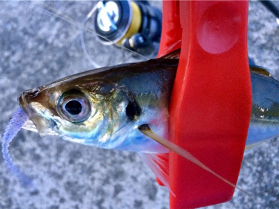 哀しみのレクチャーアジング