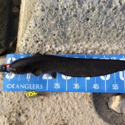 今日もデイナマ