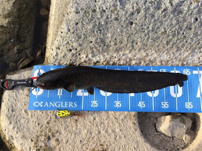 今日もデイナマ