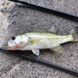 午前中短期間釣行！