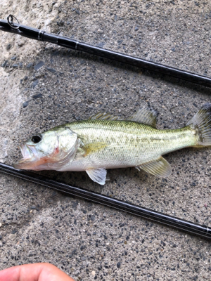 午前中短期間釣行！