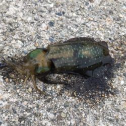 エギングで新子