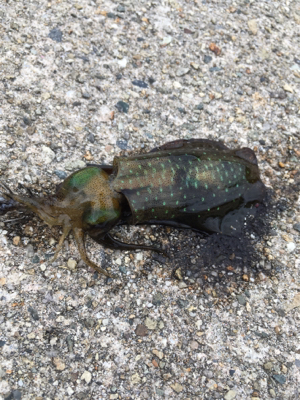 エギングで新子