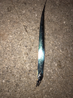 ジグサビキのちワインドからの花火