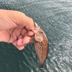 多魚種釣果