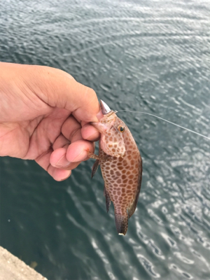 多魚種釣果