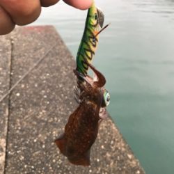 エギング・ライトワインド