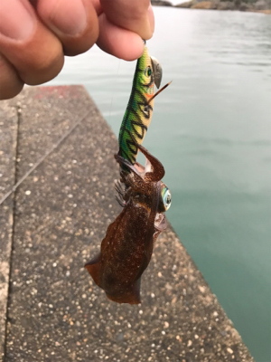 エギング・ライトワインド