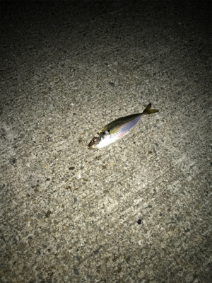 アジングでデート！