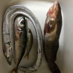 太刀魚はまだまだ小さい