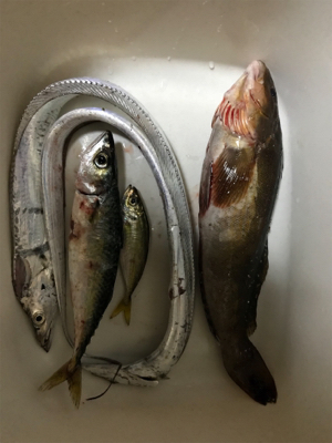 太刀魚はまだまだ小さい