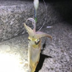 某釣り具屋情報と違い、かなり渋かった(＞＜)