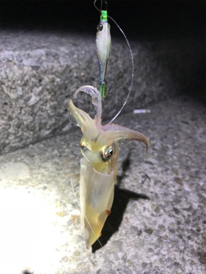 某釣り具屋情報と違い、かなり渋かった(＞＜…