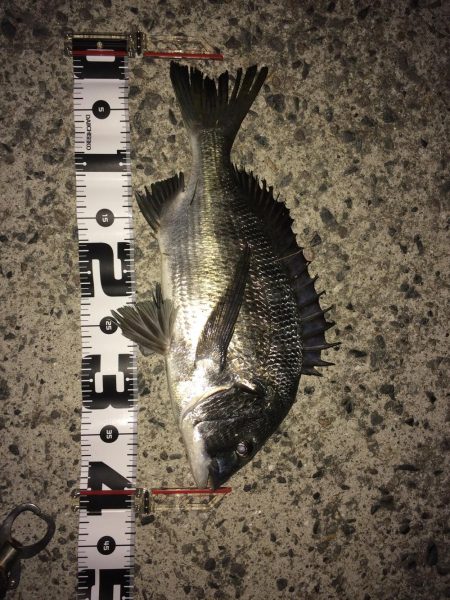 アジングでチヌ