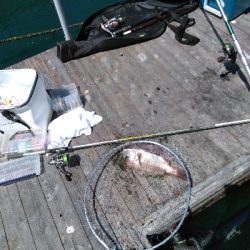 またまた海上釣堀オーパ！