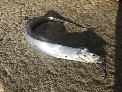 爆風の中、タチウオカマス！