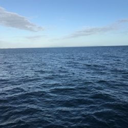 タチウオの顔見に行こうと