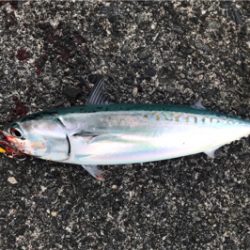 ショアジギング