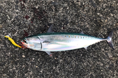 ショアジギング