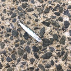 ファミリーでULSJ