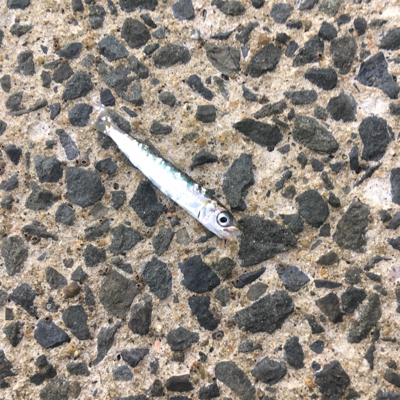 ファミリーでULSJ