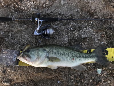 朝マズメトップ