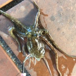 オクトパッシング