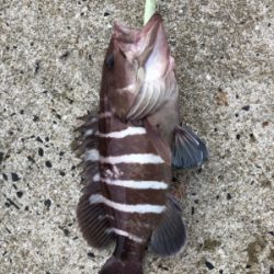 ヒラメを釣りたい