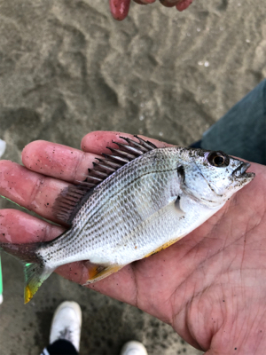 キス狙い in 浜の宮