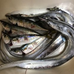 太刀魚連チャン