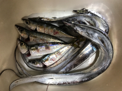 太刀魚連チャン