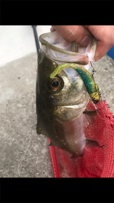 足元シーバスと…