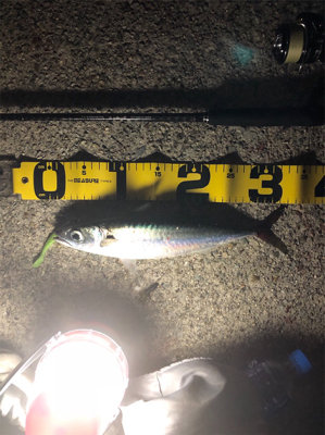 ルアーでサバ祭り！！！