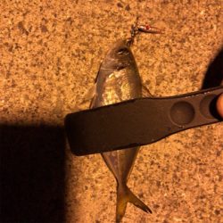 ナイトアジング2