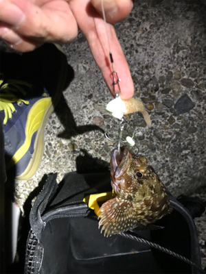 ケンサキ調査 結局ガシリング